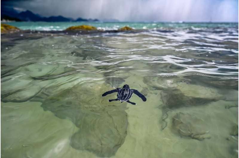 A baby turtle swimming in water