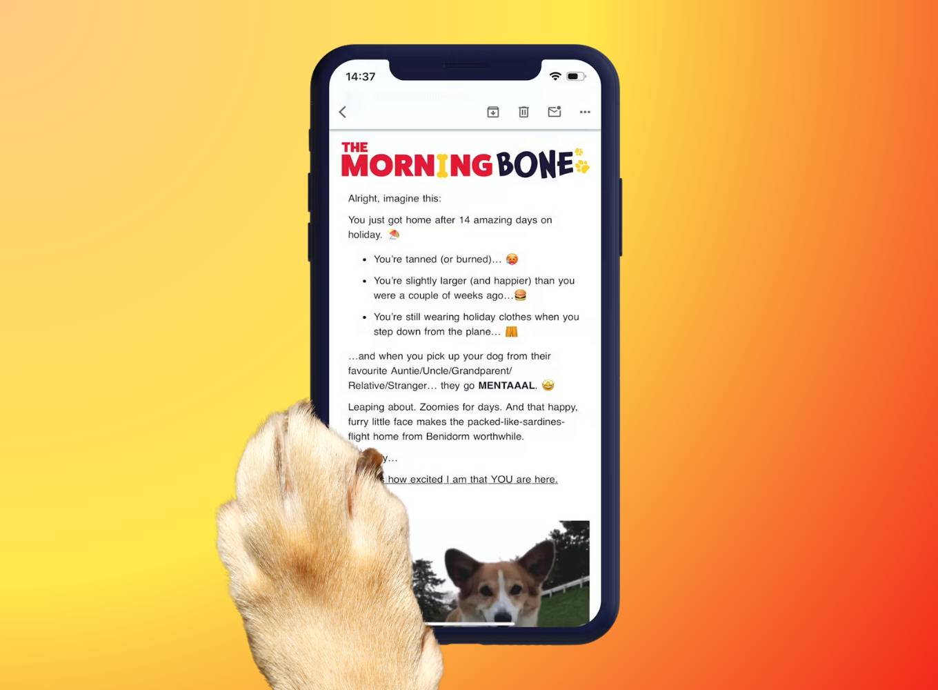 A smartphone screen with The MOrnign Bone newsletter on it and a dog paw on the side of the phone
