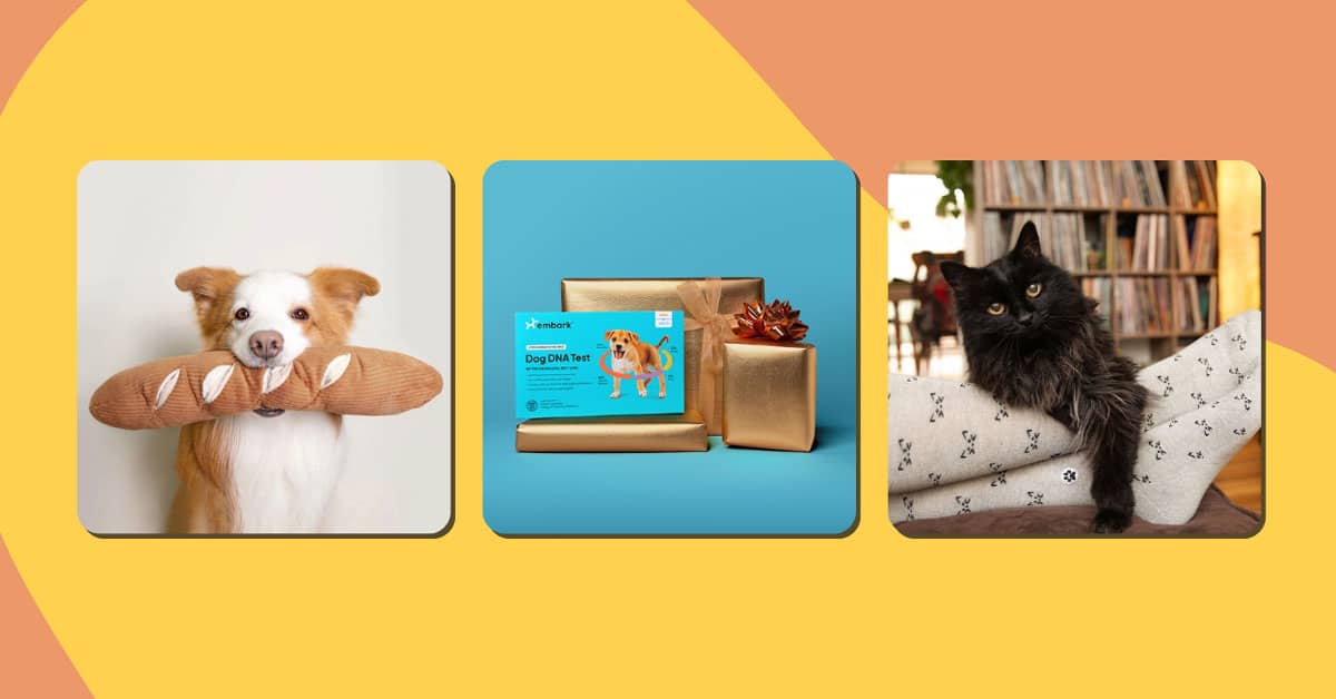 Collage of images of a dog holding a baguette plushie, a dog DNA test, and a cat resting on a person's feet