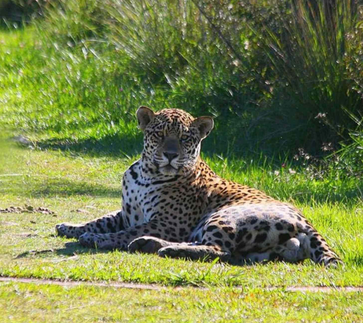 A jaguar laying on grass, looking at the camera