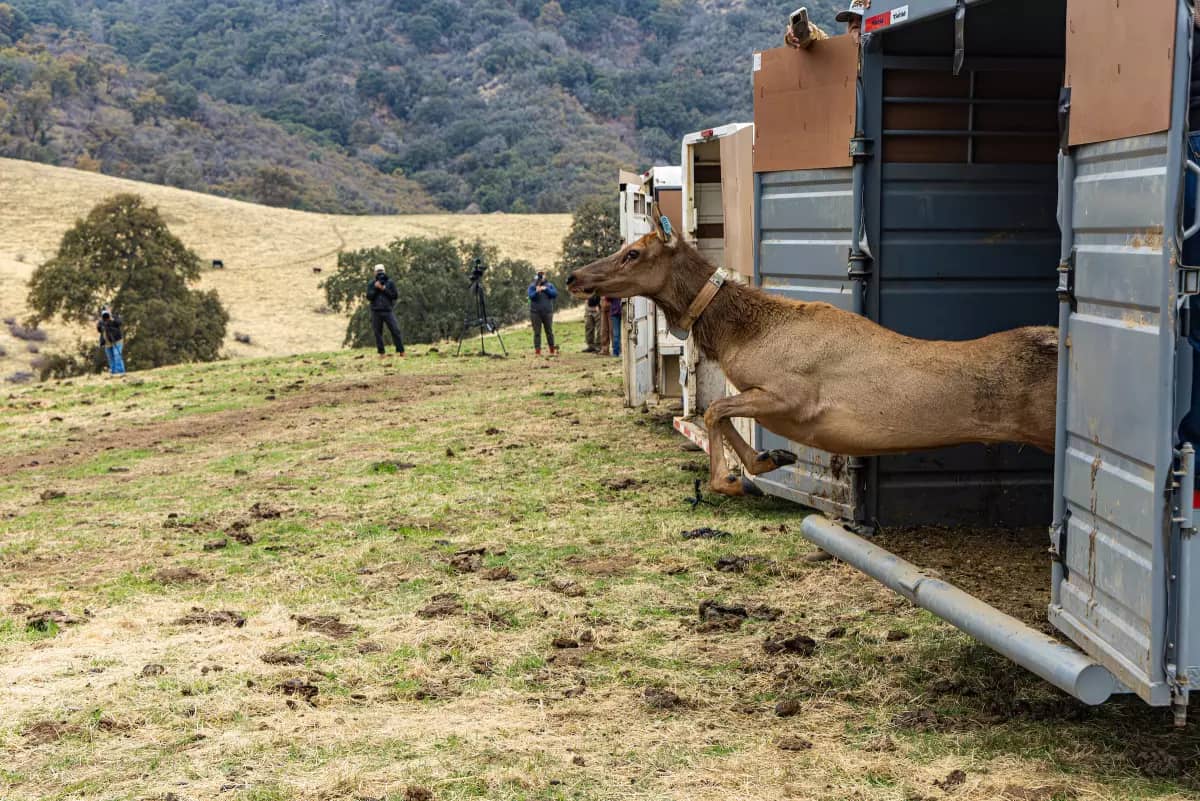 An elk running out of a shipping container into a grassy field