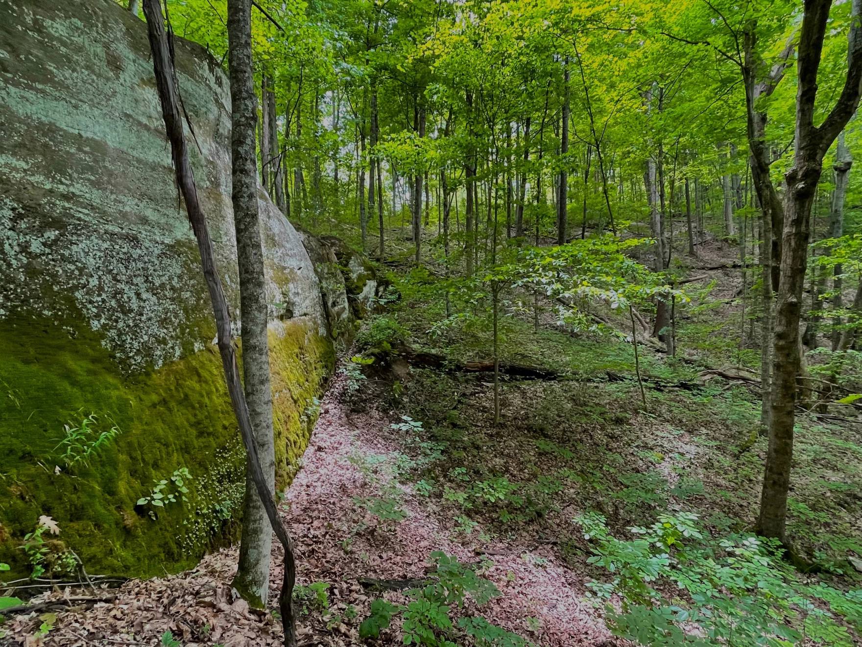 A scenic photo of a green, wooded area