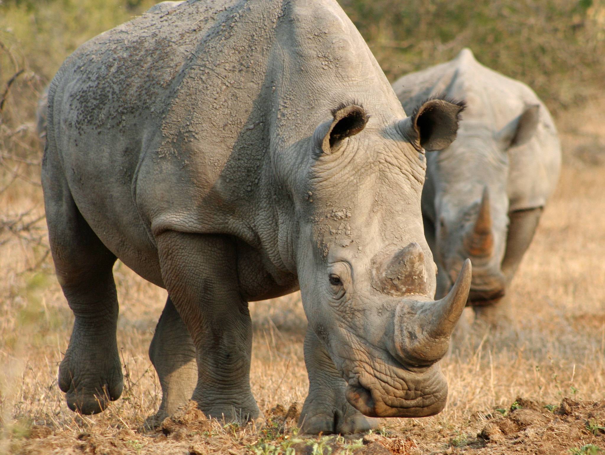 Two rhinos walking in a grass fieldfla