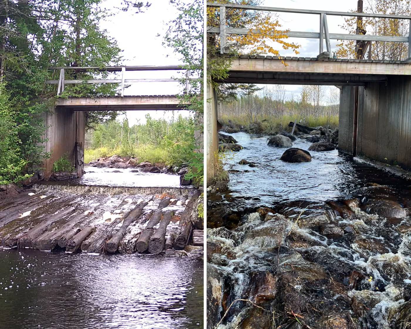 Split photo of a before/after of a waterway under a bridge before and after a dam was removed