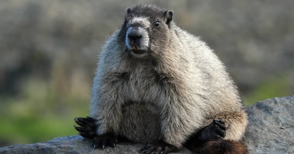 A large grey-toned marmot sitting on a rock