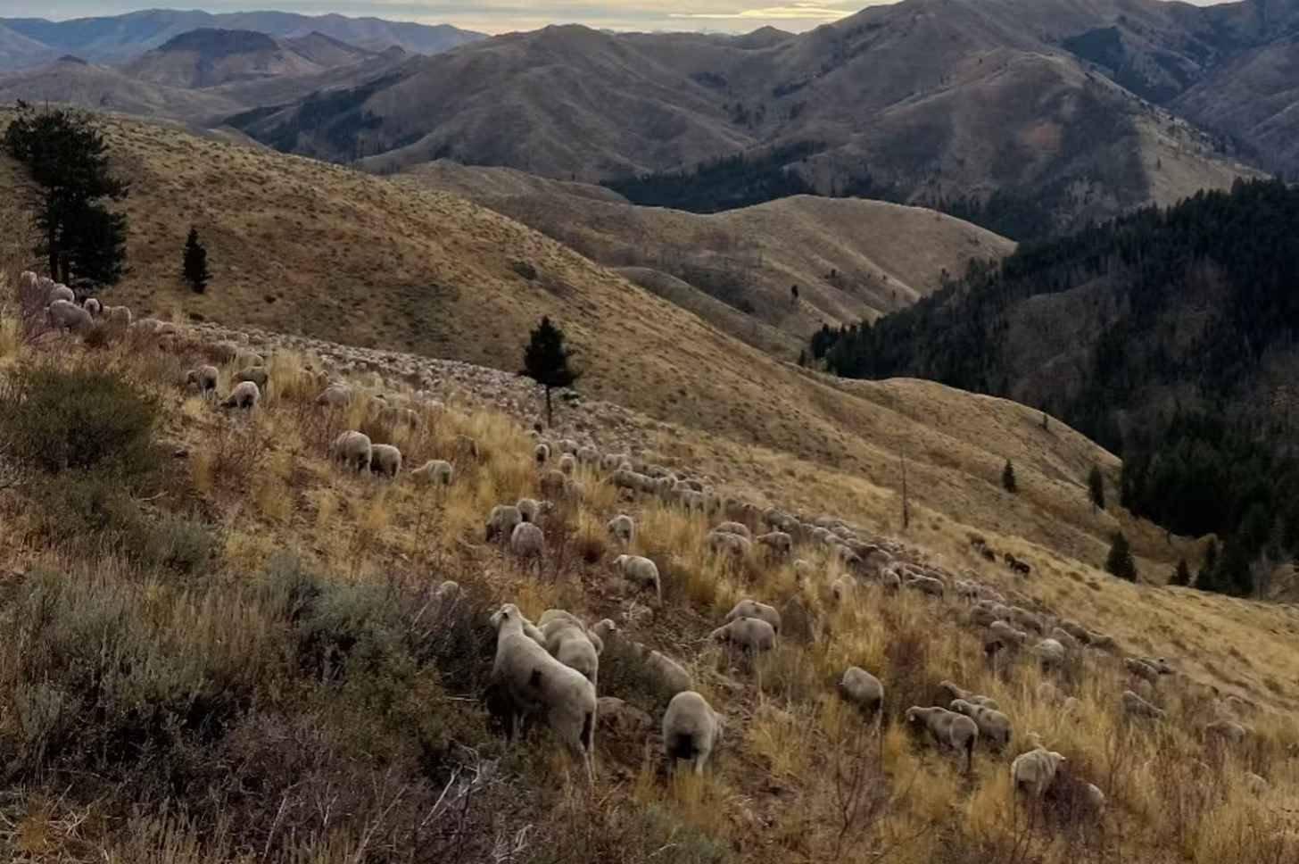 A flock of sheep grazes on a hillside covered with dry grass and sagebrush, with forested mountains visible in the distance under a partly cloudy sky.