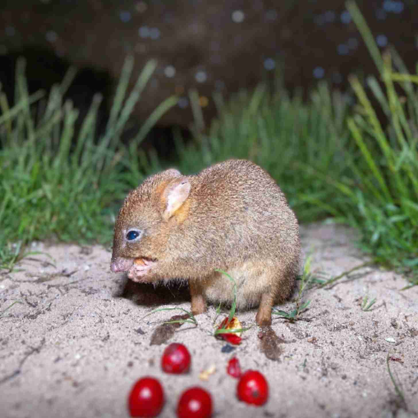 A small mouse-like animal eating red berries