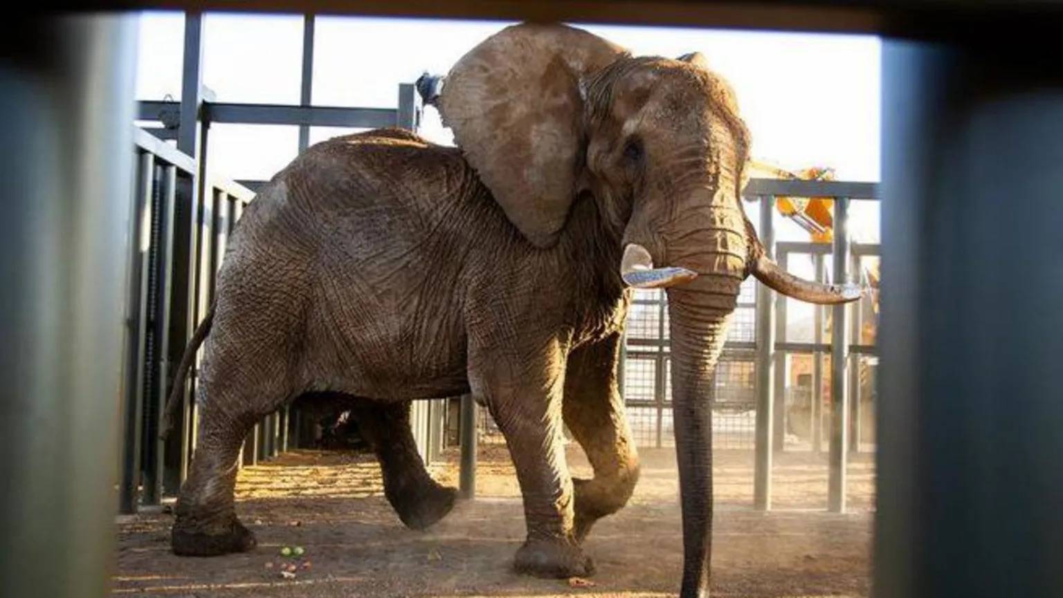 Charlie the elephant in a large, metal barred pen with dirt on the ground
