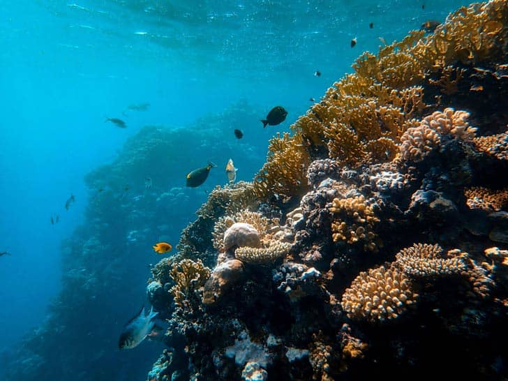 Coral reef underwater with fish swimming around