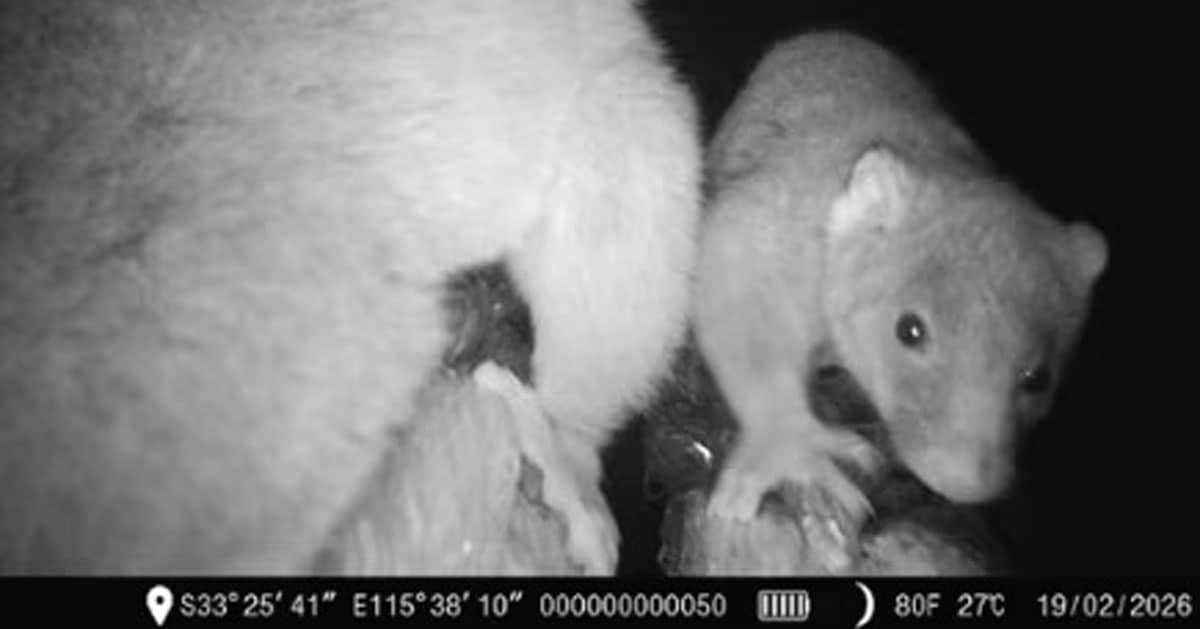Two possum-looking creatures on a black and white night vision camera