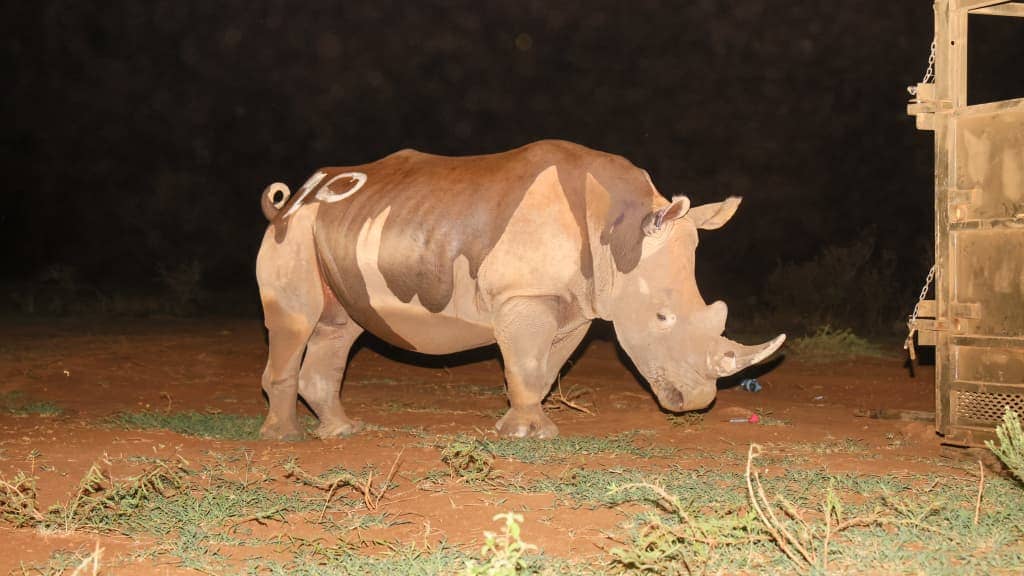 A rhino standing up in the dark of night