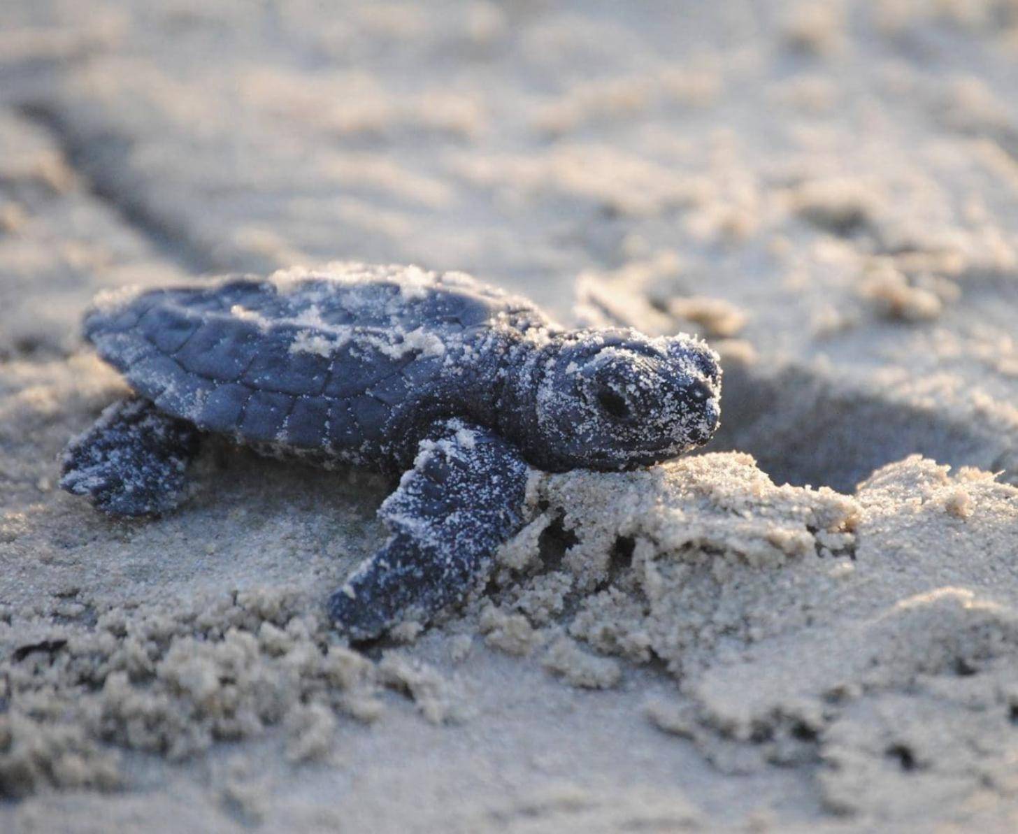 A baby sea turtle hatchling on sand