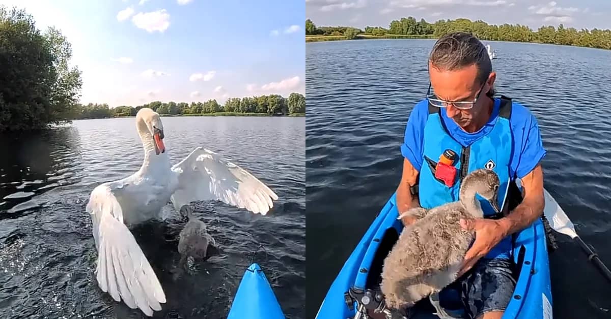Left: A white swan with wings spread on water. Right: A man in a blue life jacket holding a young swan in a kayak on the water.