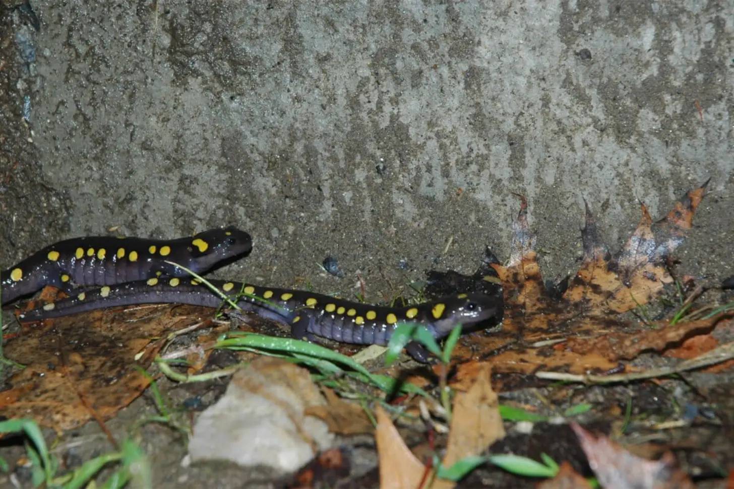 Two slimy-looking black with yellow spots salamanders crawling over leaves