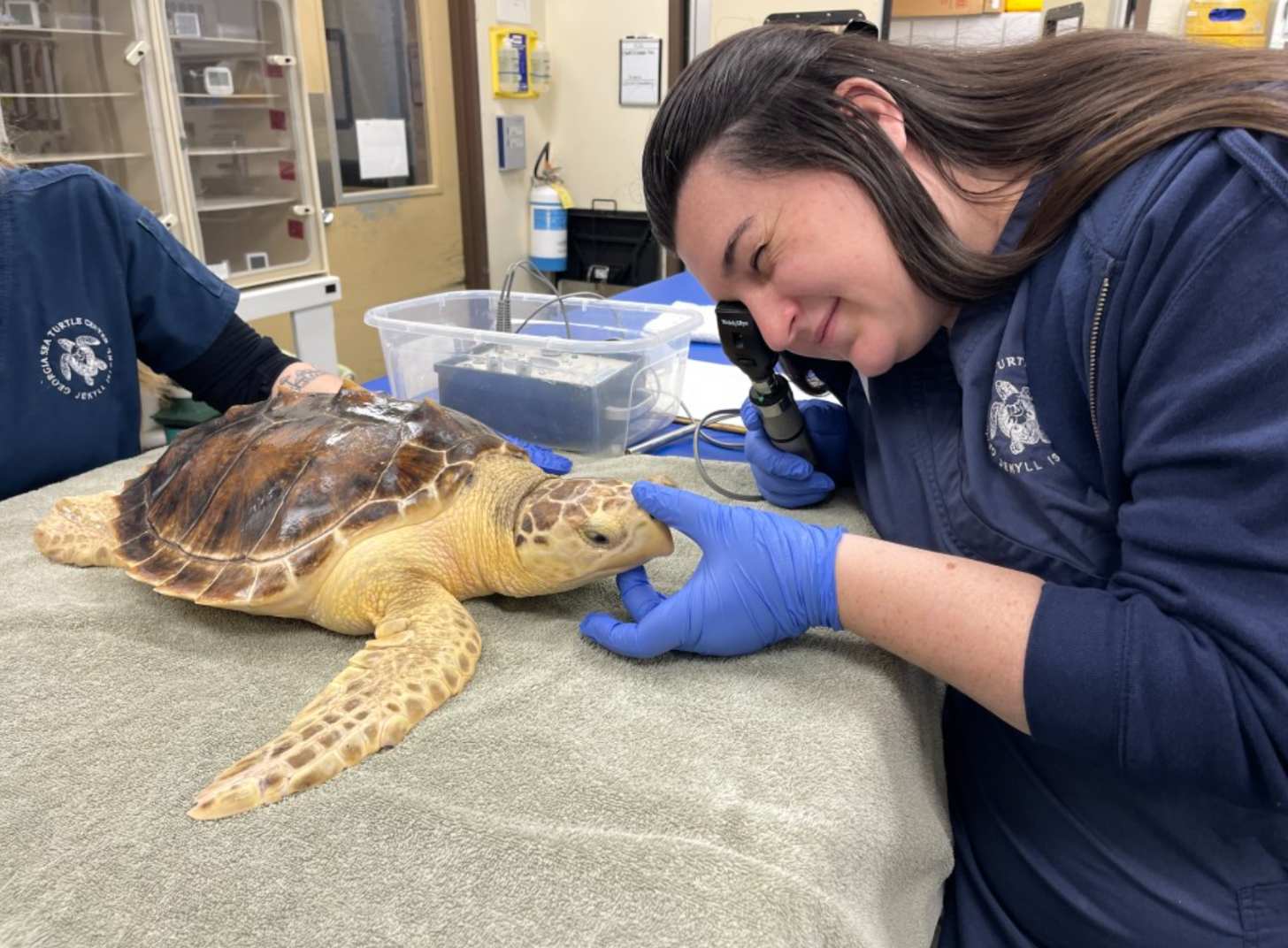 A person looking at a sea turtle's eyes, the turtle is on a towel on a table