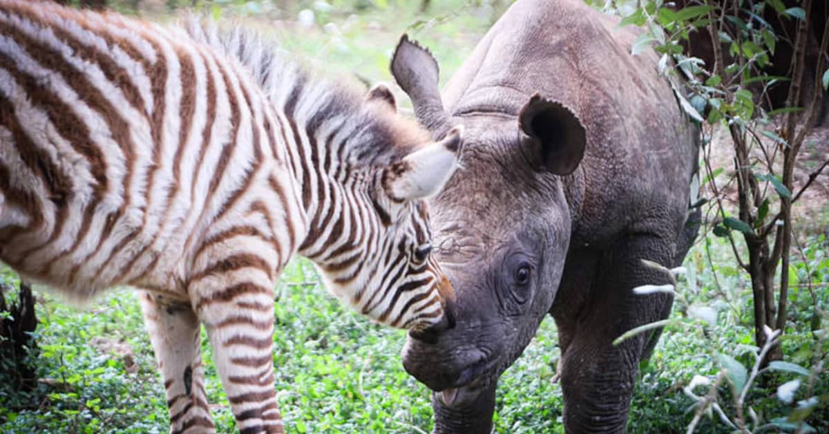 A zebra with brown and white stripes stands beside a rhinoceros with gray skin and a visible horn, both grazing among green vegetation.