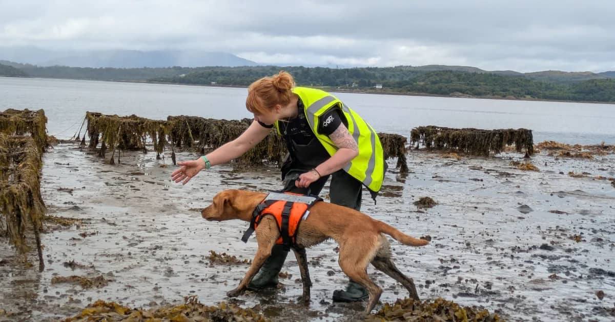 A woman in a neon yellow safety vest guides a brown dog wearing an orange life jacket on a muddy beach. Old wooden posts covered in seaweed line the shore, with a bay and forested hills visible in the background.