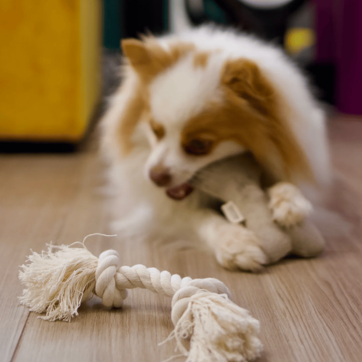 Dog chewing a toy bone, rope toy rests in front of them