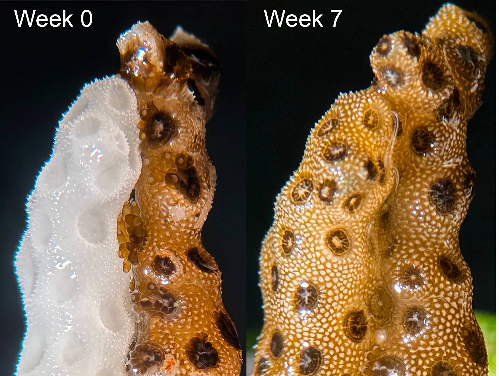 Side-by-side comparison of a piece of coral at Week 0 and Week 7. The left image shows a white, bleached coral on one side and golden-brown coral on the other. The right image shows the same pieces of coral seven weeks later, both uniformly golden-brown.