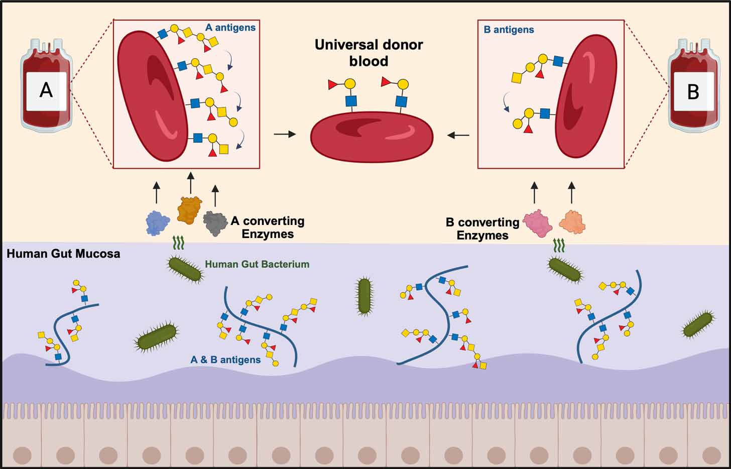 A diagram showing how A and B blood types become a Universal donor blood