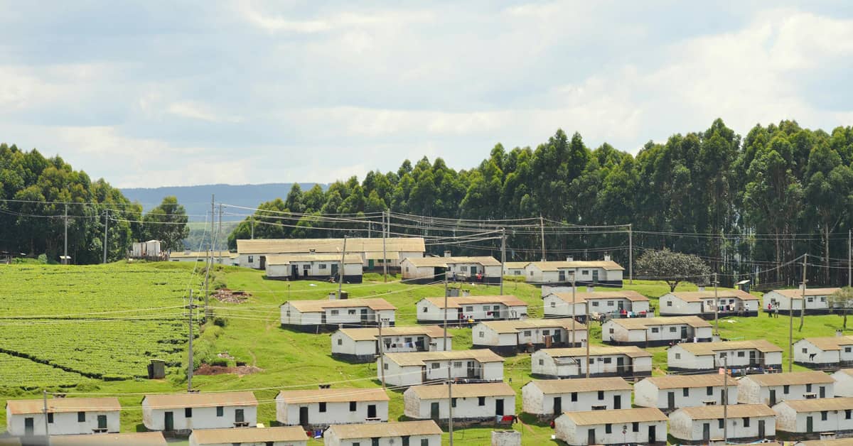 A row of houses on green grass, with power lines above and trees in the background