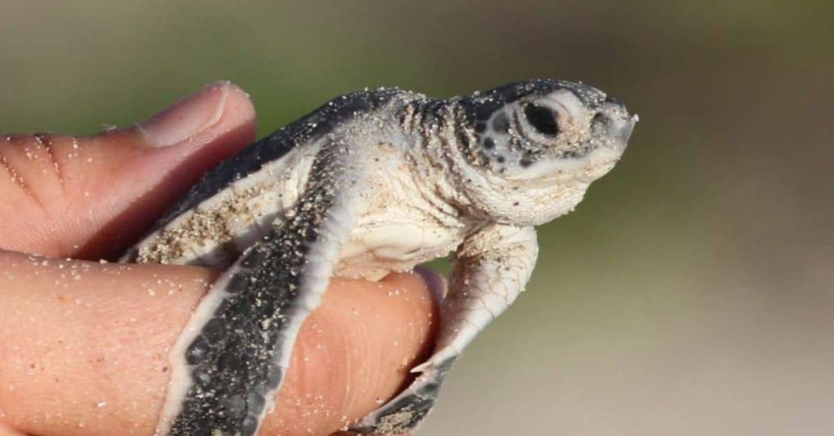 Baby sea turtle in someone's hand
