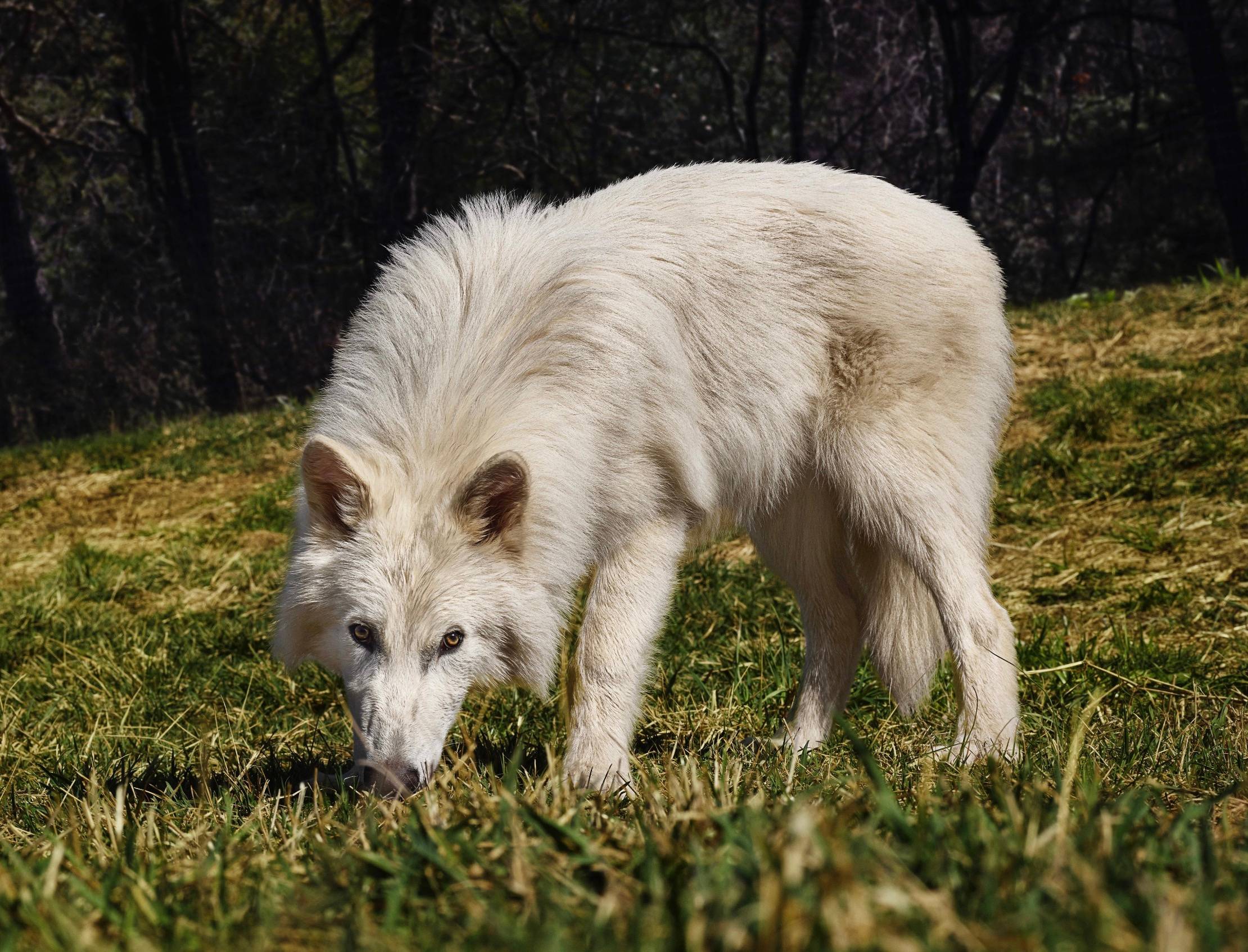 A white dire wolf in a grassy area