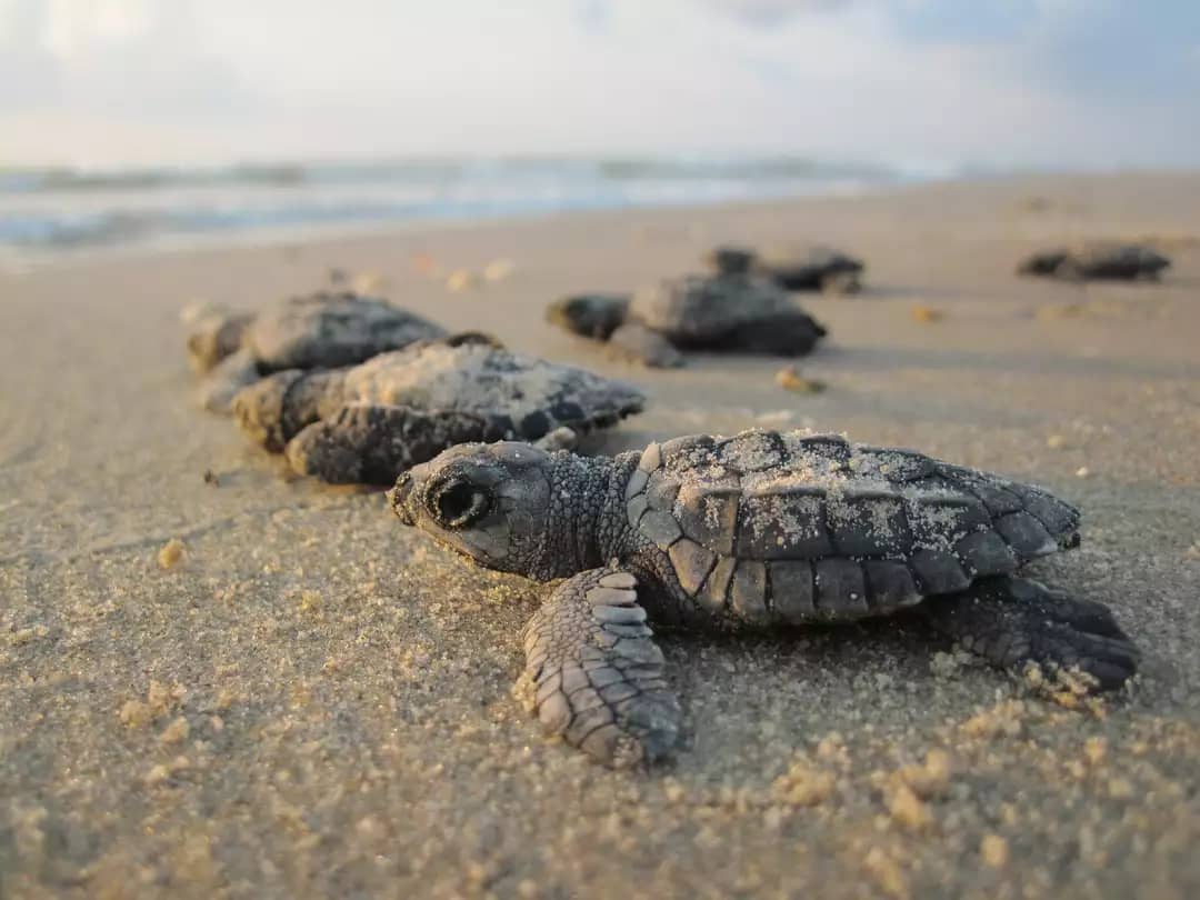 Six sea turtle hatchlings crawling across sand
