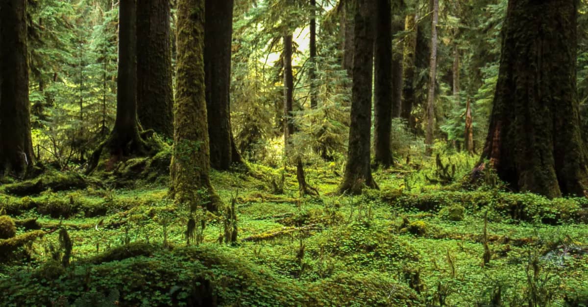 Dense forest with tall coniferous trees, moss-covered trunks, and thick green undergrowth covering the forest floor.