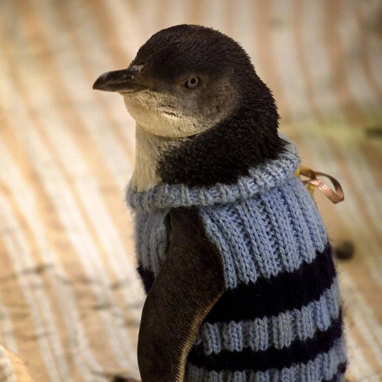 A penguin wearing a light blue and black striped sweater