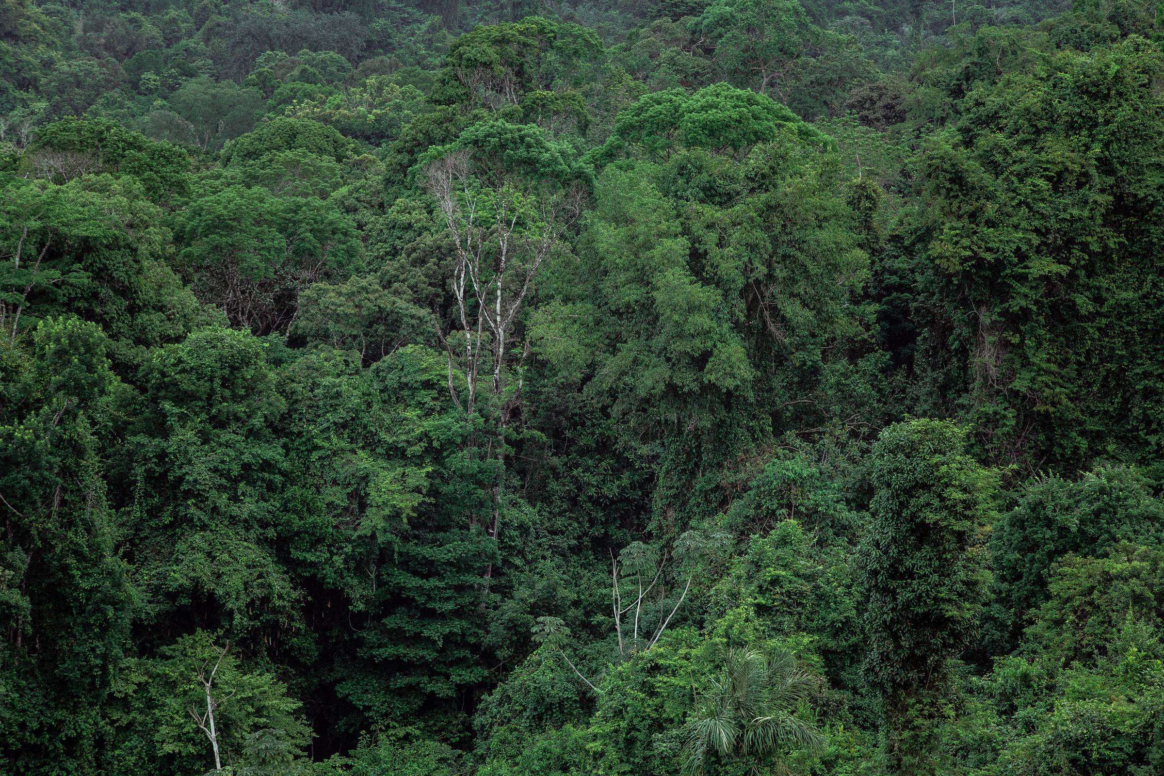 Dense green forest tree canopy