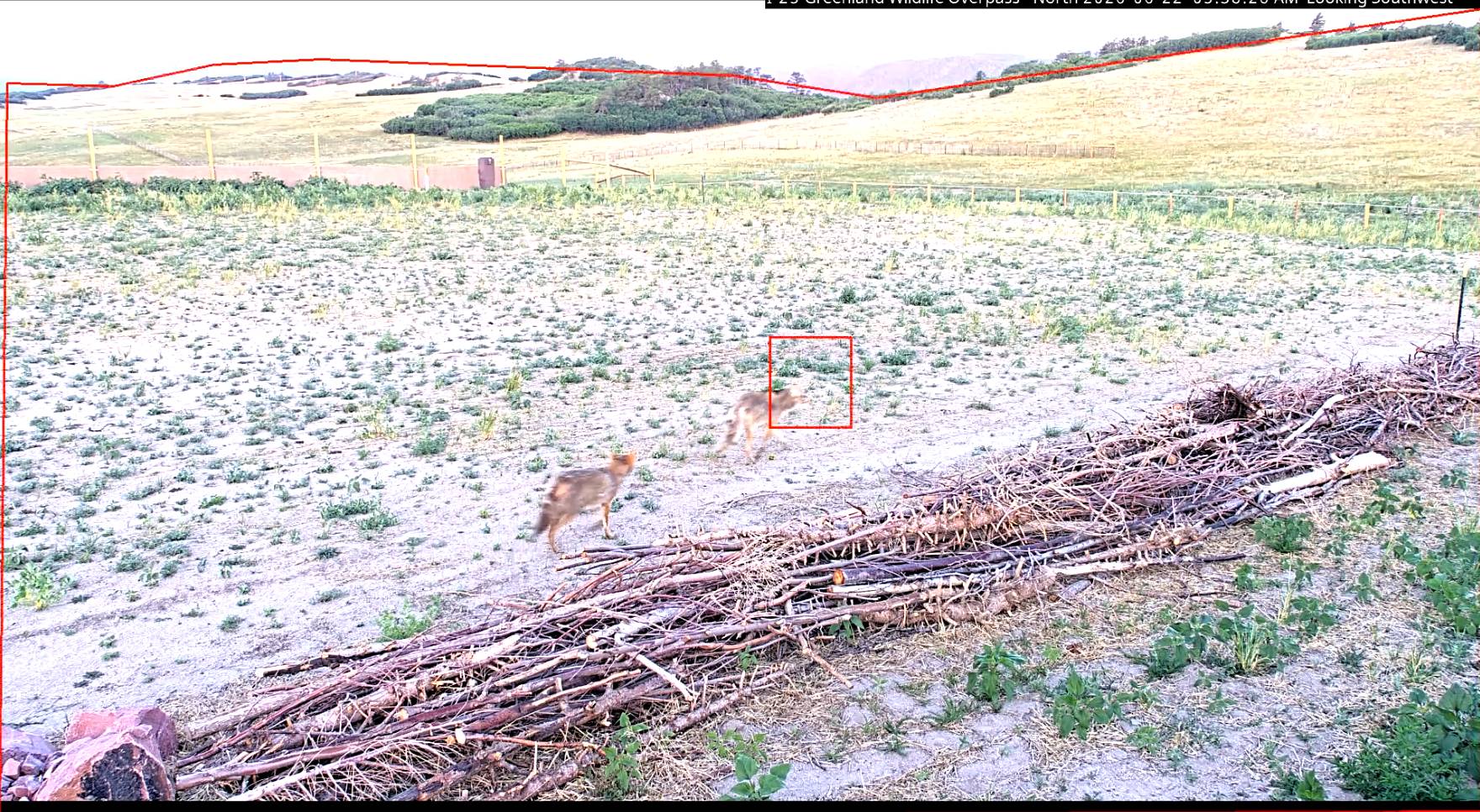 A deer runs through a sparsely vegetated field with scattered brush and fallen branches in the foreground; rolling hills and forested areas visible in the background. A red rectangle marks a detection box in the middle distance.