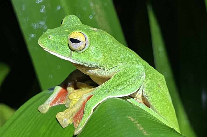 A bright green tree frog on a green leaf