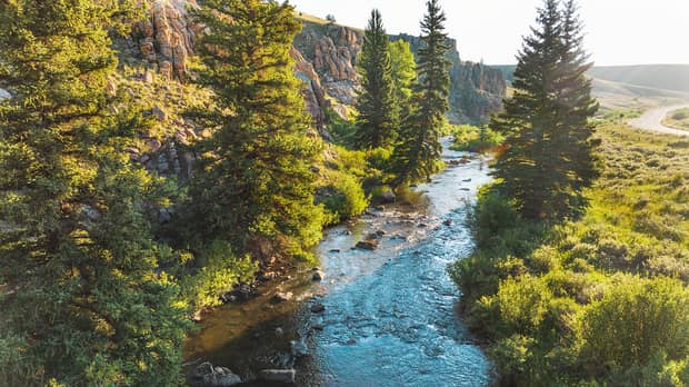 A creek surrounded by green trees and foliage