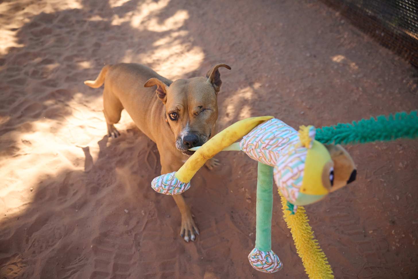 A brown-colored dog with one eye playing tug with a green and yellow monkey toy