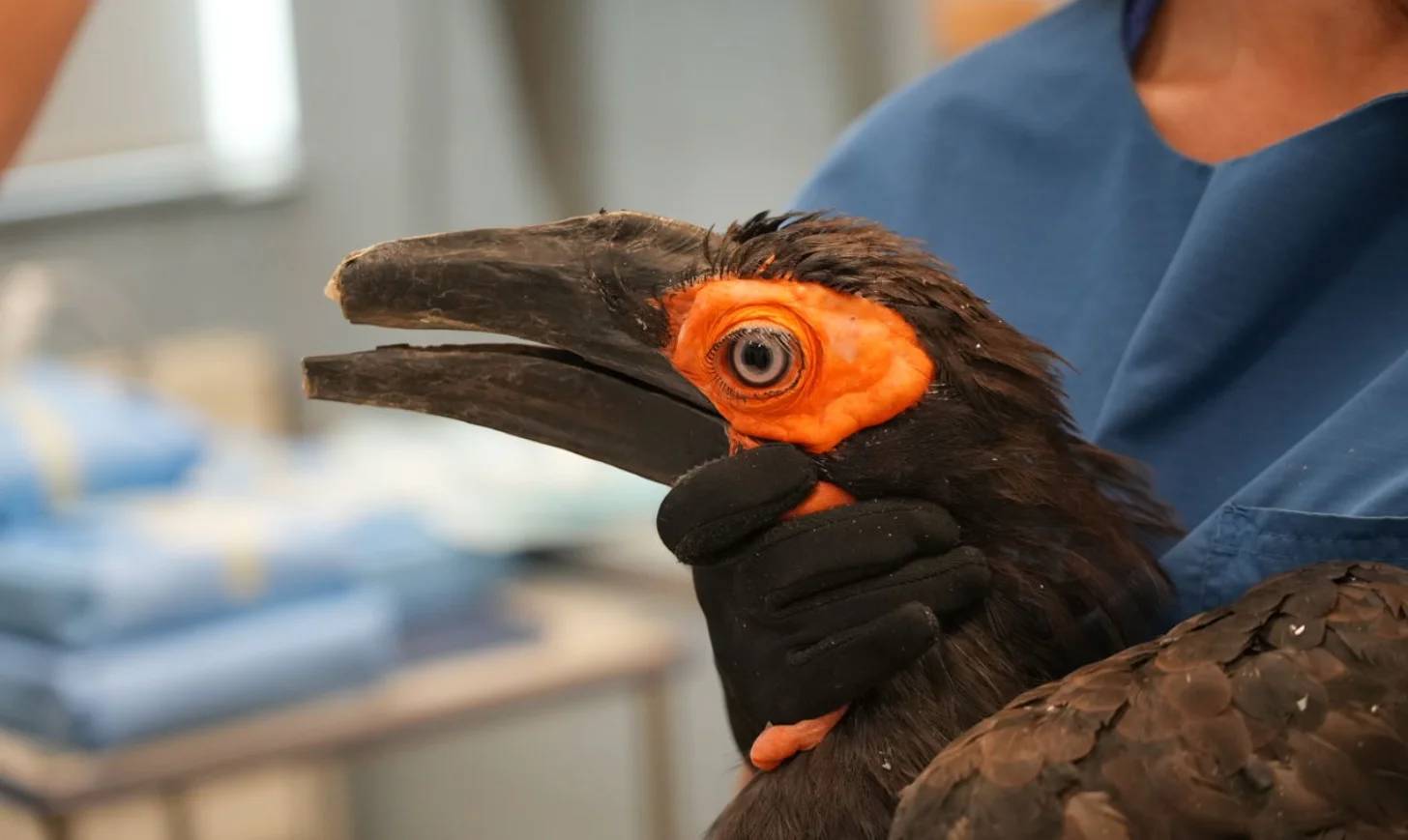 A black bird with a bright orange eye and orange markings on its throat is held by a person wearing a blue shirt and black gloves.