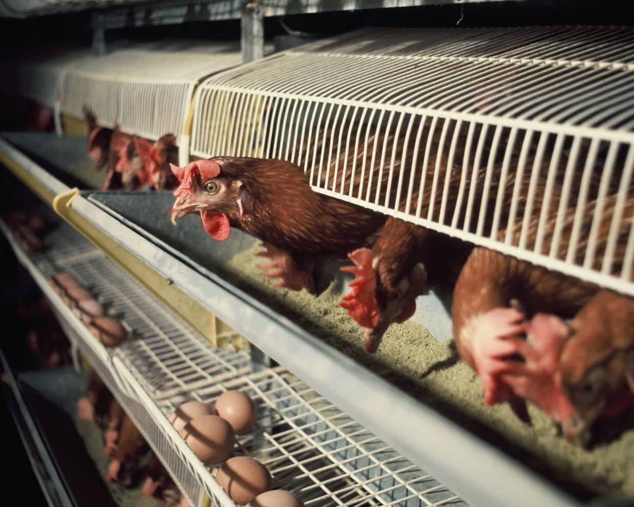 Chickens in rows of cages eating food out of a trough