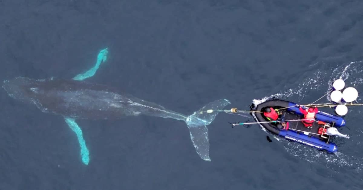 A humpback whale just below the surface, a small boat is trailing behind it, with three people working to get something off its tail