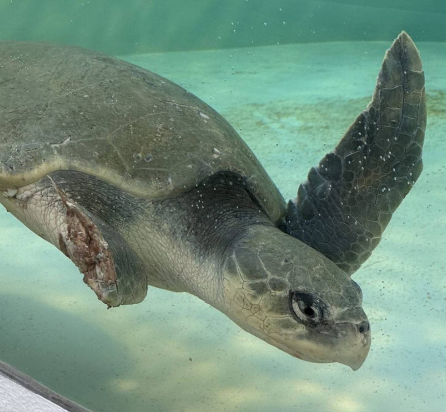 A turtle with a missing front right fin swimming in water