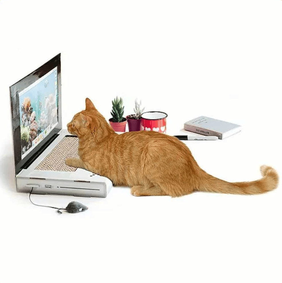 An orange cat sitting on a cardboard "laptop", the keyboard is a scratching pad