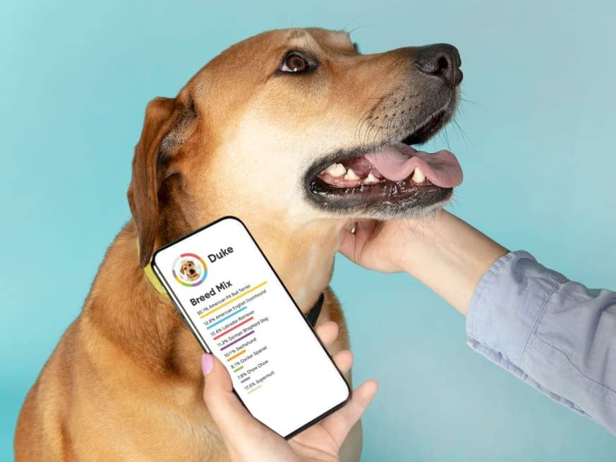 A tan-colored dog pictured from the chest up with its mouth open and tongue hanging out, a person's right hand is petting the dog while the left hand holds an app showing the dog's breed mix