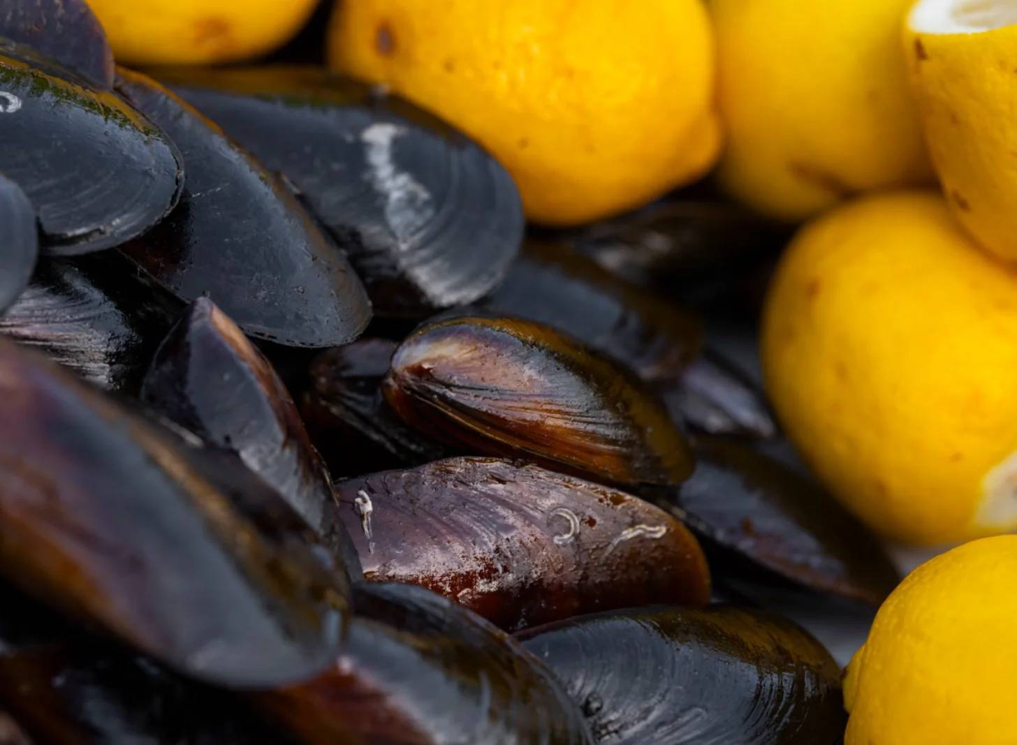 Dark mussels clustered together with bright yellow lemons in the background.