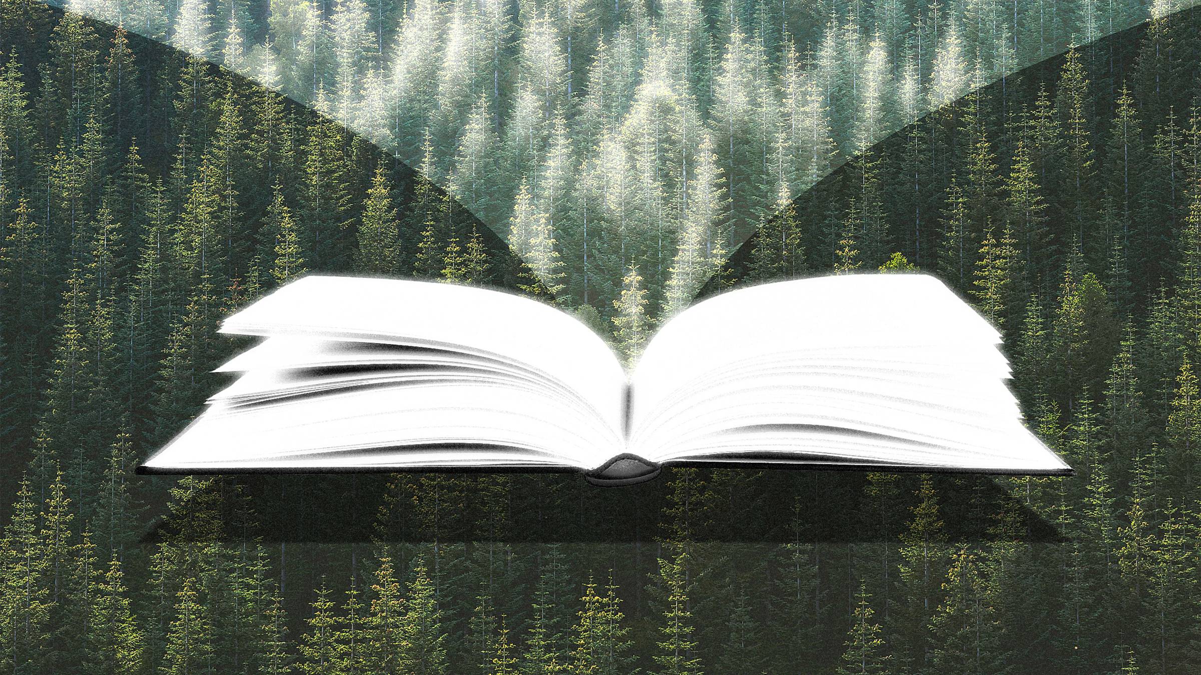 An open book laid over a full forest of pine trees