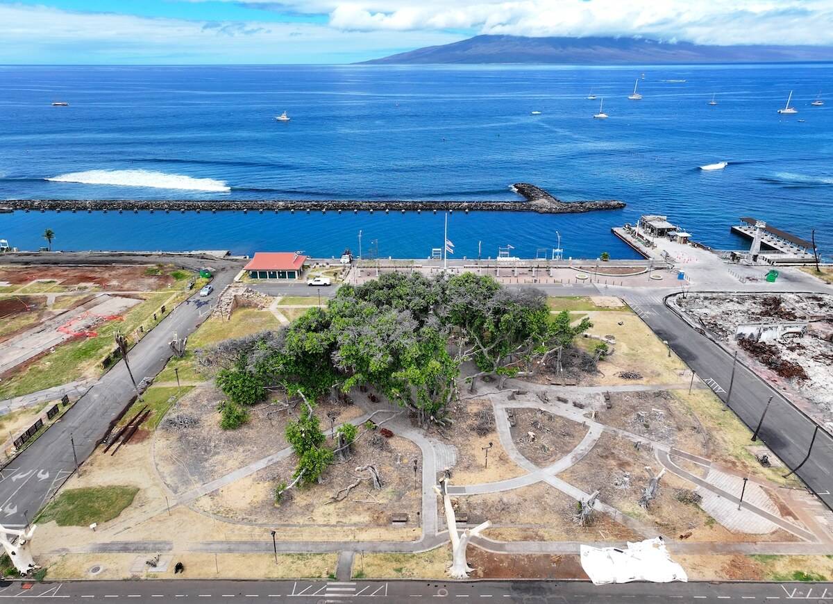 Aerial photo of a partially green tree sitting in the middle of a square block with the ocean and a mountain in the background