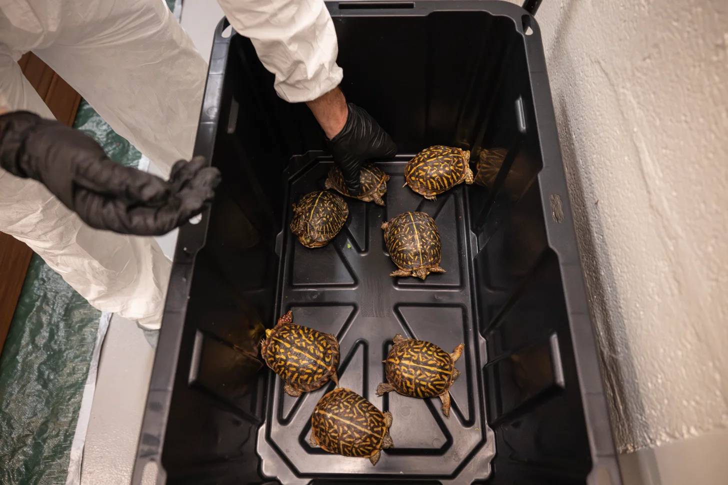 A person wearing white and black gloves holds a black plastic tray containing seven brown and gold patterned turtles.