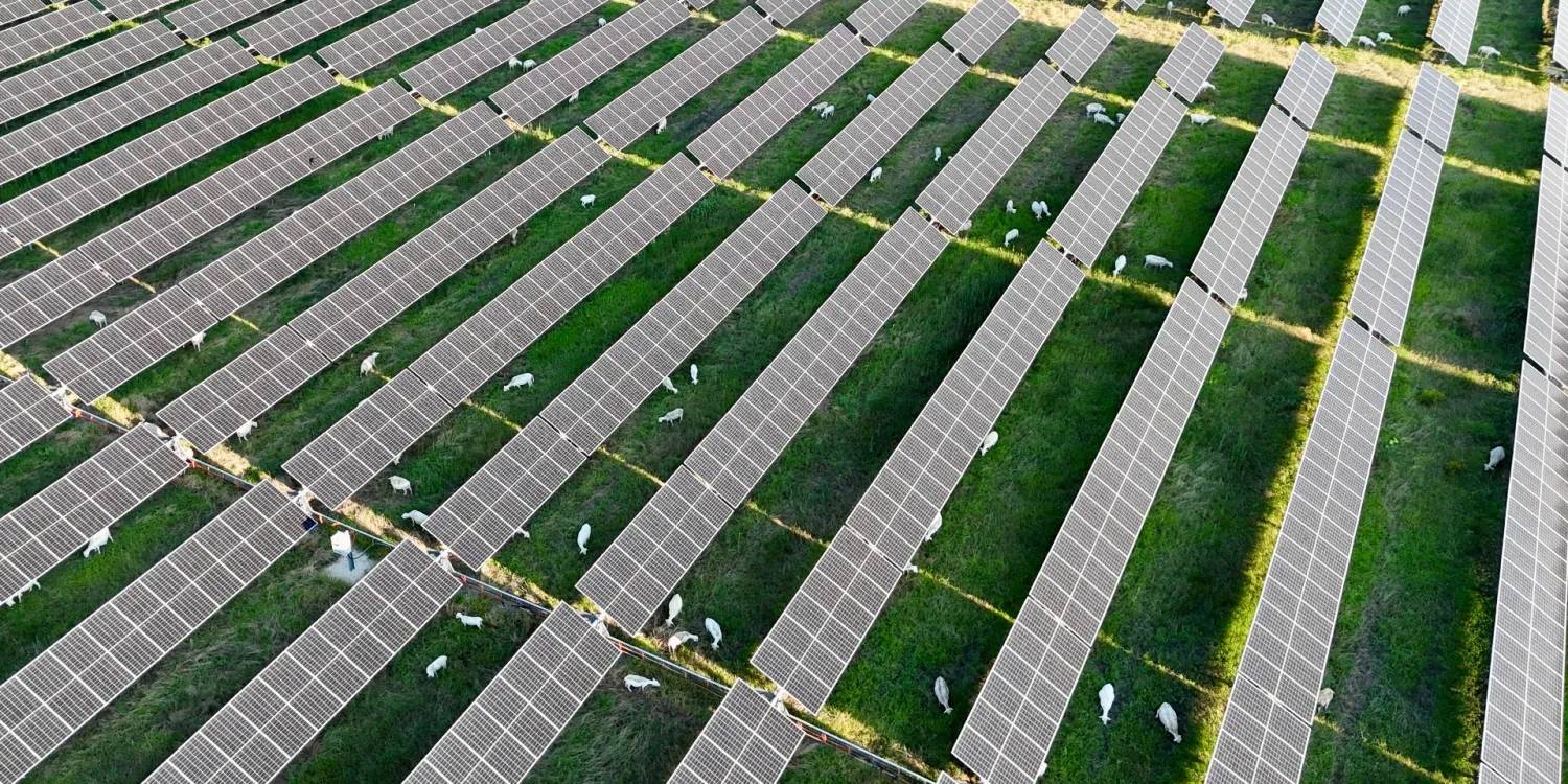 Solar panels in a field of sheep grazing