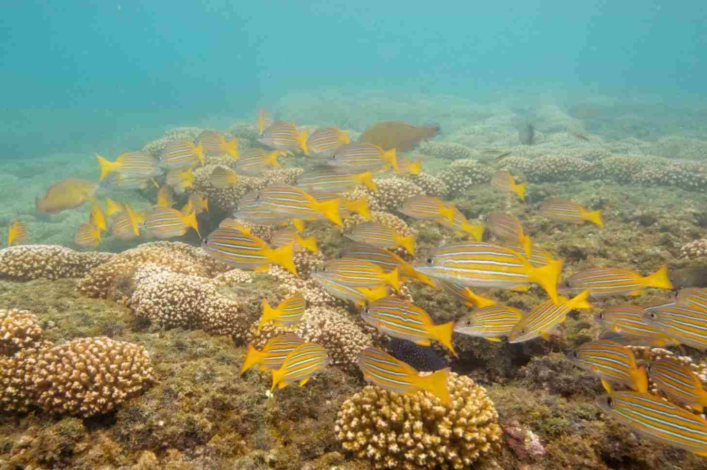 Yellow striped fish above a reef