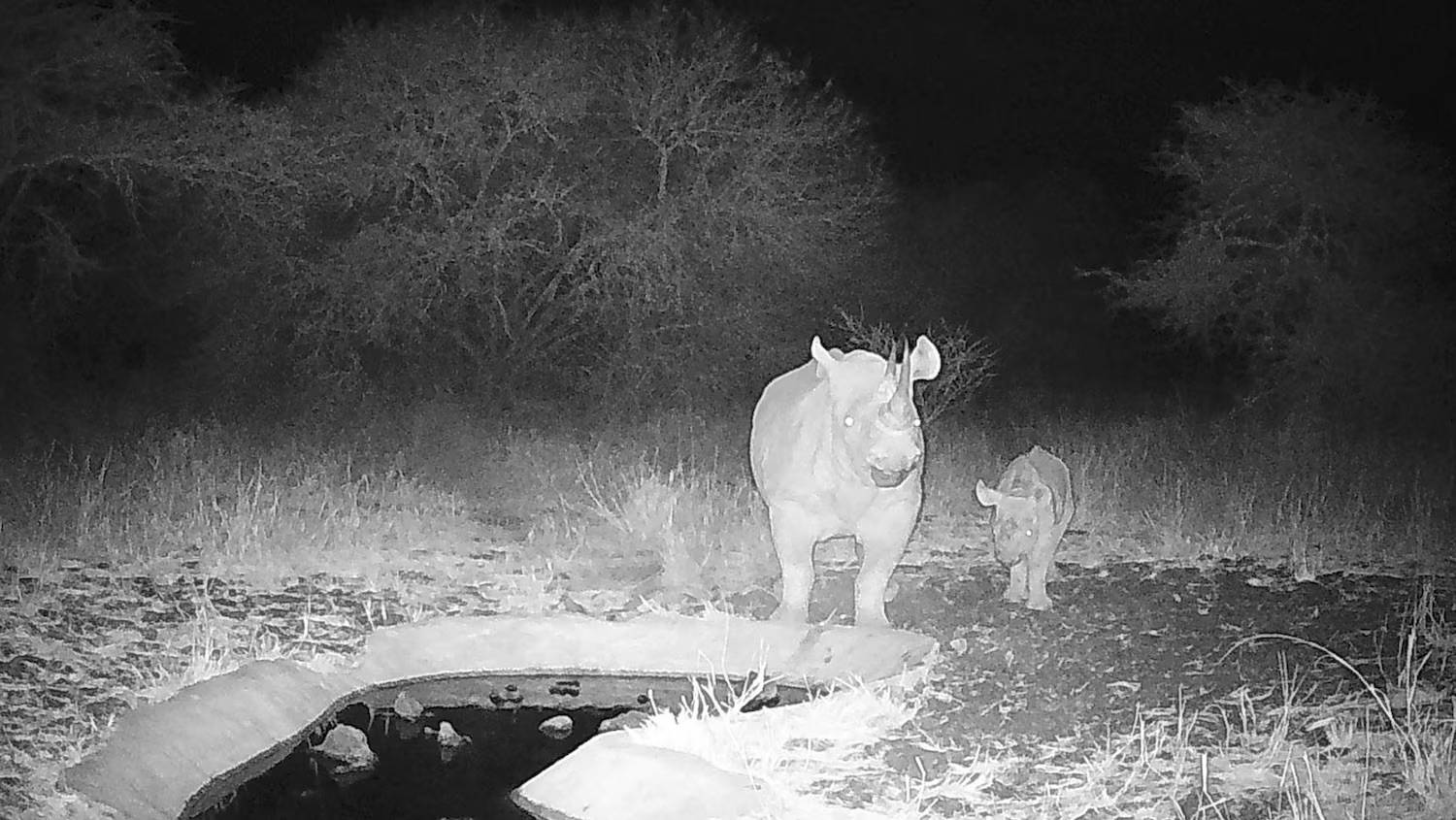 Night-vision camera photo of a mother and baby rhino next to a small pool of water