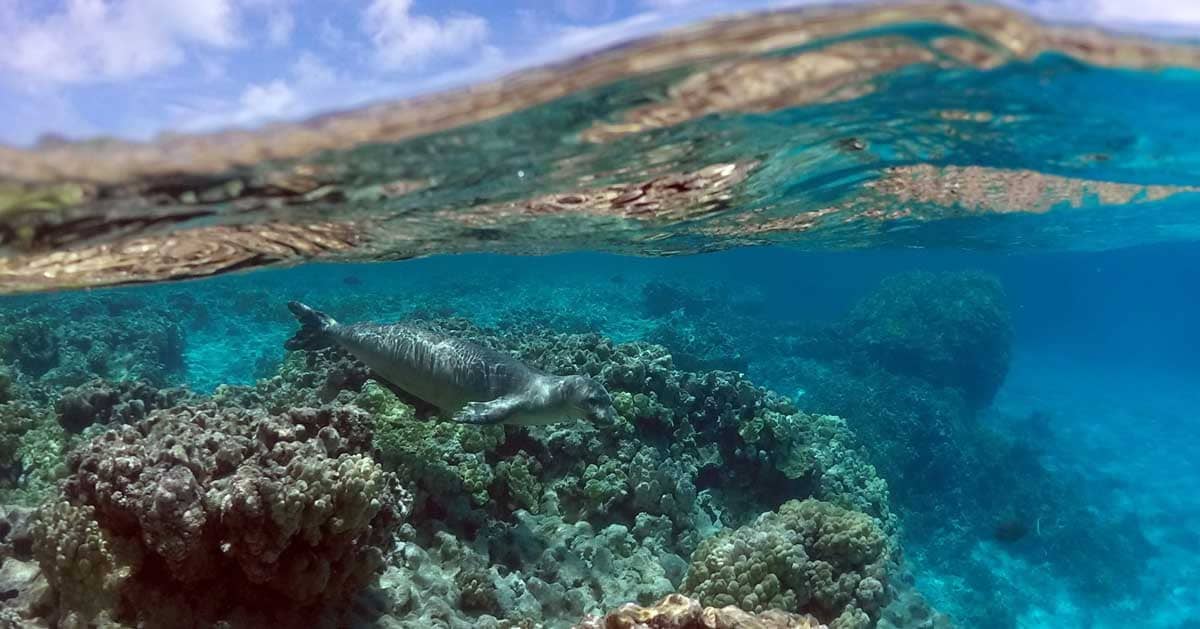 An underwater photo of a small seal swimming next to a coral reef