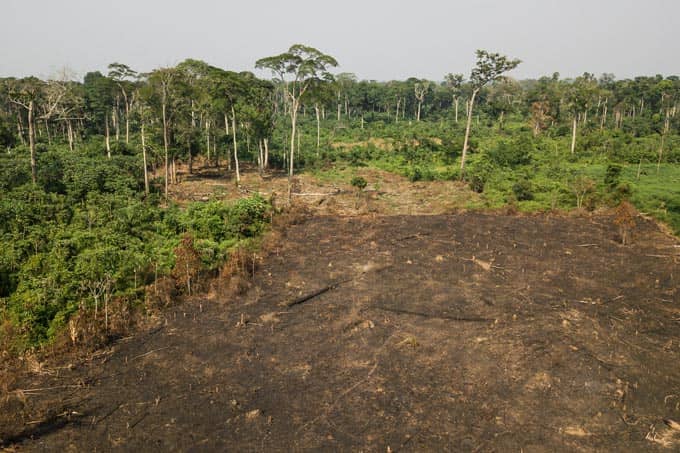 A piece of deforested land next to a more lush, tree-filled green forest
